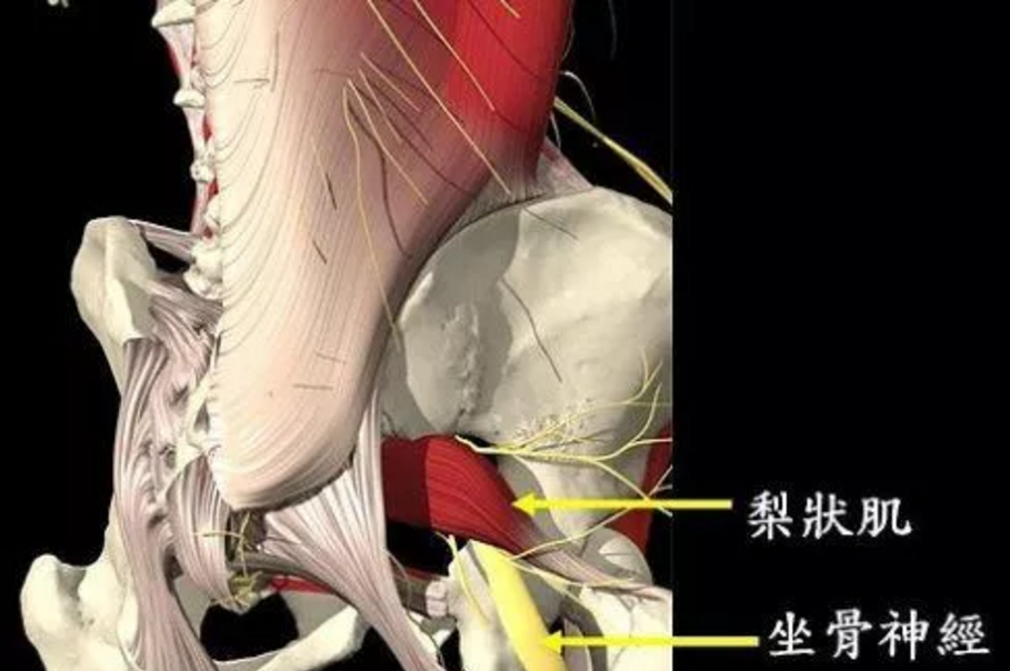 久坐屁股痠疼 也許是梨狀肌惹的禍 Garmin Blog